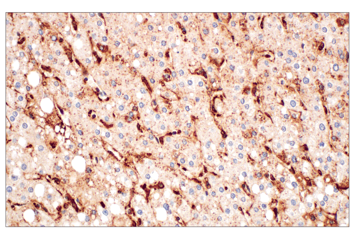 Immunohistochemistry Image 6: Annexin V (E3W8V) Rabbit Monoclonal Antibody (BSA and Azide Free)