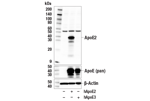 Western Blotting Image 2: ApoE2 (E6U9I) Rabbit Monoclonal Antibody (BSA and Azide Free)