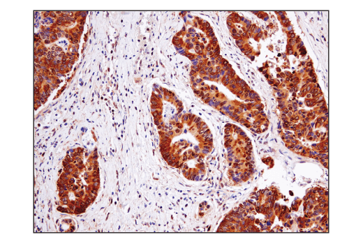 Immunohistochemistry Image 5: Ape1 (E5Y2C) Rabbit Monoclonal Antibody