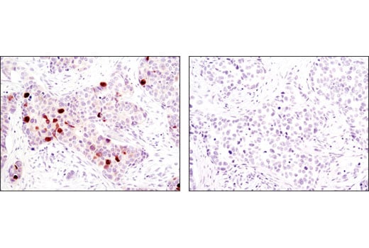 Immunohistochemistry Image 1: Phospho-TCTP (Ser46) Antibody