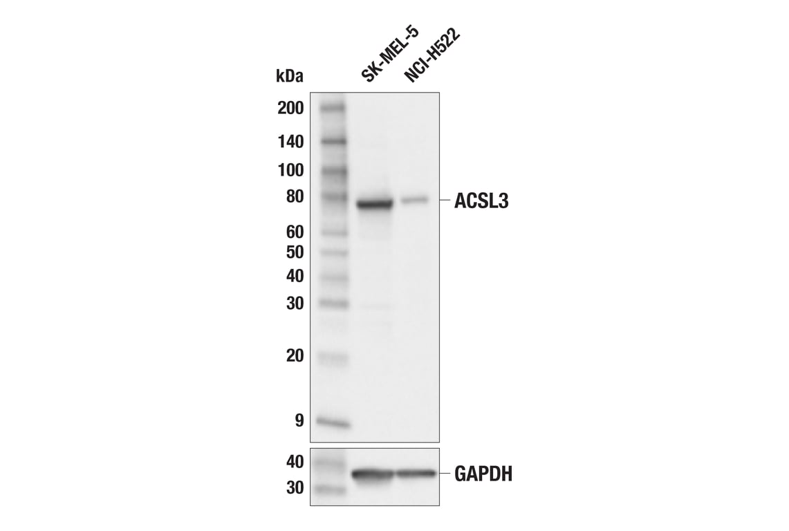 Western Blotting Image 3: ACSL3 (E2S9L) Rabbit Monoclonal Antibody