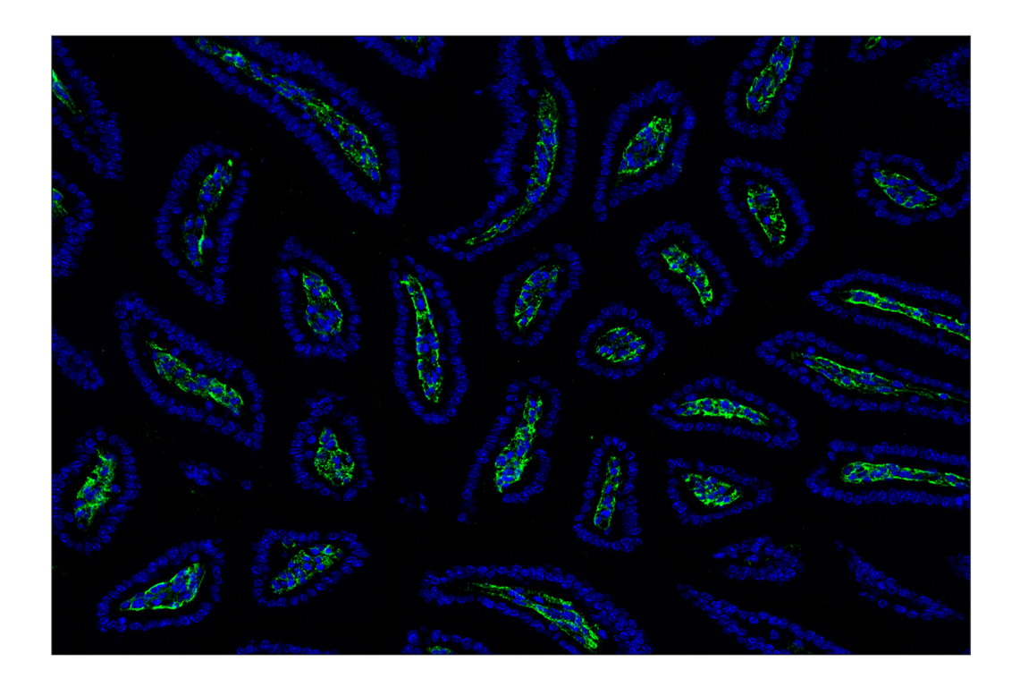 Immunohistochemistry Image 10: Hyaluronan Complete Tissue Staining Kit (Alexa Fluor<sup>®</sup> 488)