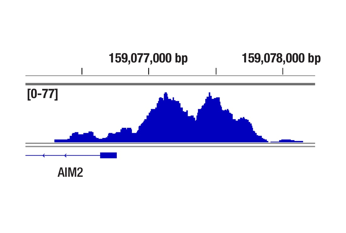 undefined Image 48: Type I Interferon Induction and Signaling Antibody Sampler Kit