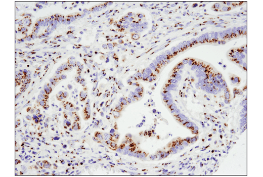 Immunohistochemistry Image 1: FAM3C (D1S2D) Rabbit Monoclonal Antibody