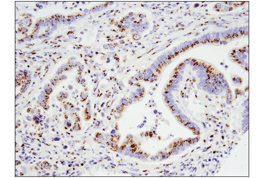Immunohistochemistry Image 1: FAM3C (D1S2D) XP<sup>®</sup> Rabbit mAb