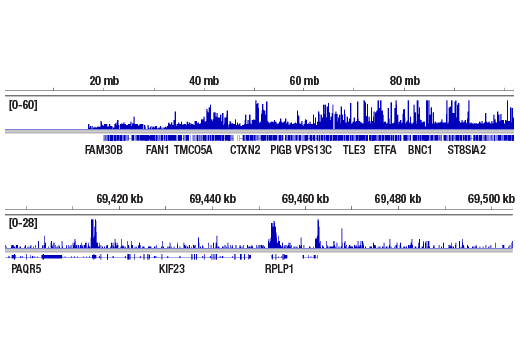 CUT & RUN Image 2: SIN3A (D9D6) Rabbit Monoclonal Antibody