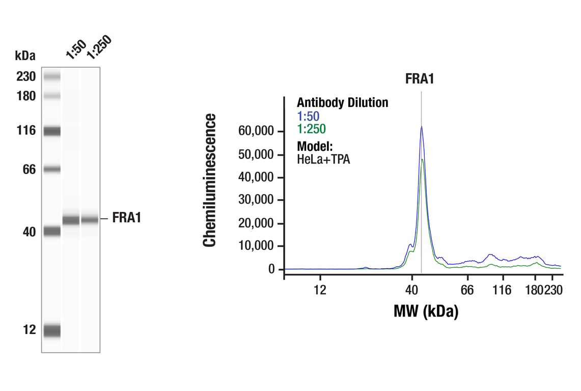 undefined Image 10: Fos Family Antibody Sampler Kit