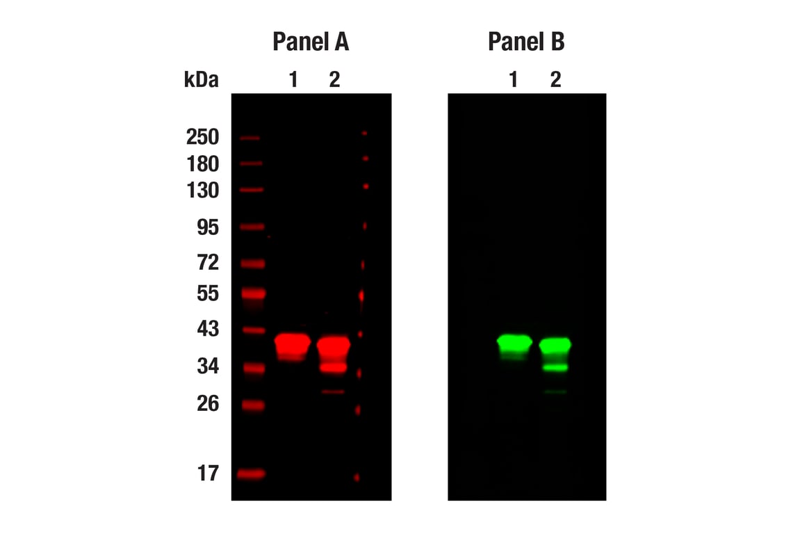 undefined Image 35: Glycolysis Antibody Sampler Kit