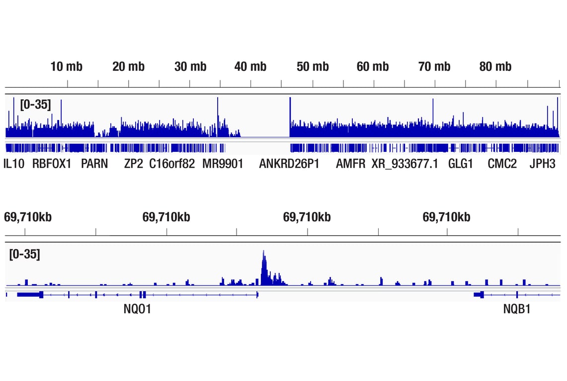 Chromatin Immunoprecipitation Image 2: BACH1 (E4E7B) Rabbit Monoclonal Antibody