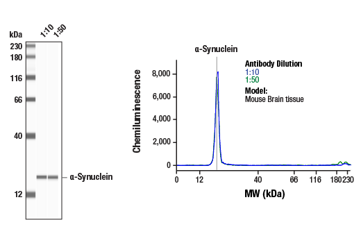 undefined Image 49: Genetics of Parkinson's Disease: Lysosomal Dysfunction Antibody Sampler Kit