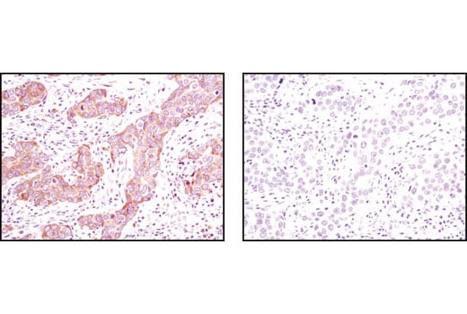 Immunohistochemistry Image 1: Calnexin (C5C9) Rabbit Monoclonal Antibody (BSA and Azide Free)