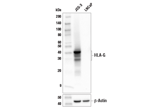 Western Blotting Image 2: HLA-G (E8N9C) Rabbit Monoclonal Antibody (BSA and Azide Free)