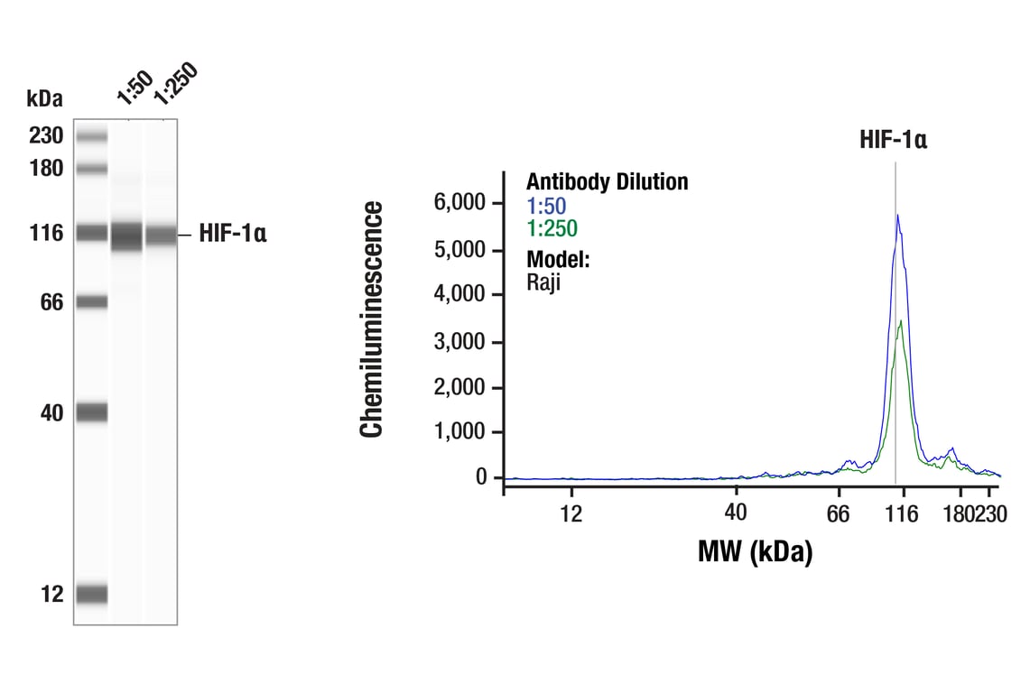 Western Blotting Image 1: HIF-1 alpha (D2U3T) Rabbit Monoclonal Antibody