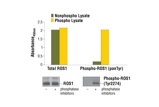 ELISA Image 1: PathScan<sup>®</sup> Total ROS1 Sandwich ELISA Kit