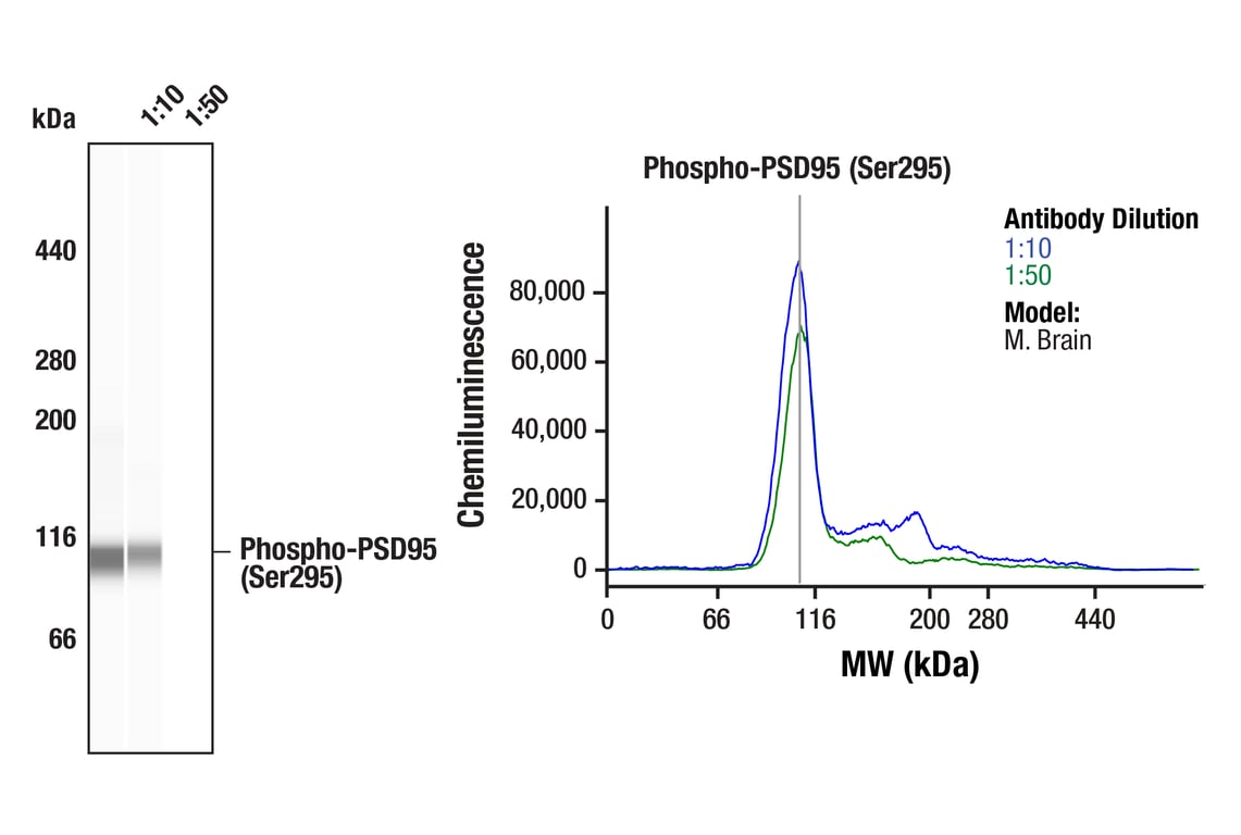 Western Blotting Image 1: Phospho-PSD95 (Ser295) (A8F8Z) Rabbit Monoclonal Antibody