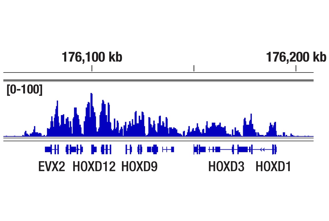 CUT & Tag Image 1: Ubiquityl-Histone H2A (Lys119) (D27C4) Rabbit Monoclonal Antibody