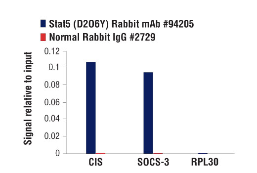 undefined Image 25: Stat Antibody Sampler Kit II