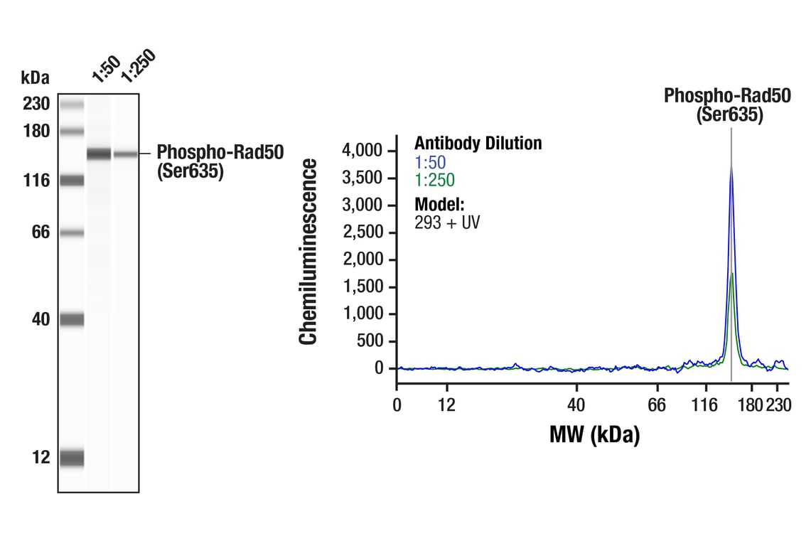 Phospho-Rad50 (Ser635) (F5H8B) Rabbit mAb (#99215) Datasheet