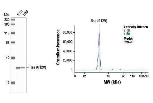 undefined Image 5: Mutant Ras Antibody Sampler Kit