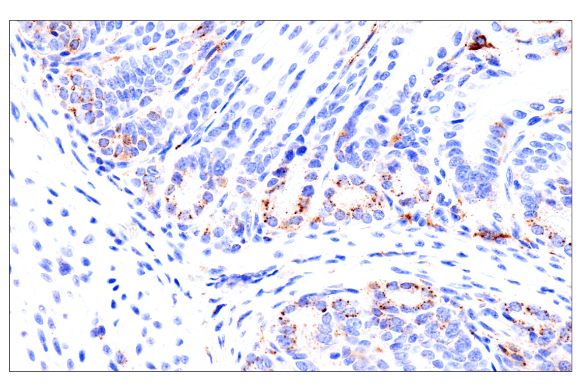 Immunohistochemistry Image 7: HEXB (E9X5S) Rabbit Monoclonal Antibody (BSA and Azide Free)