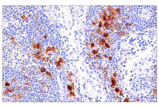 Immunohistochemistry Image 4: DPEP-1/MDP (E4O6J) Rabbit Monoclonal Antibody (BSA and Azide Free)