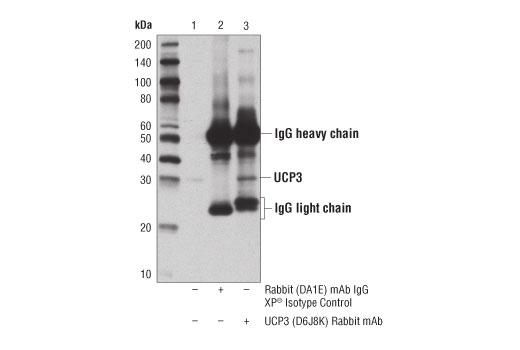 Immunoprecipitation Image 1: UCP3 (D6J8K) Rabbit Monoclonal Antibody