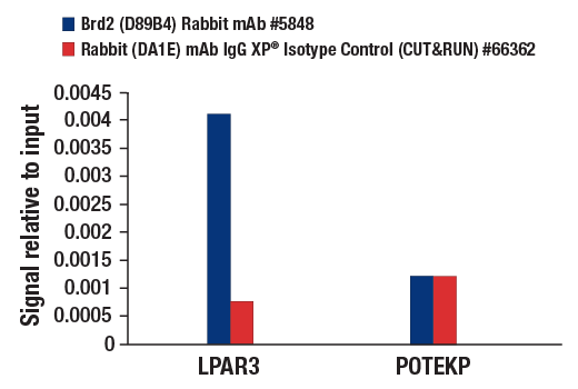 CUT & RUN Image 3: Brd2 (D89B4) Rabbit mAb