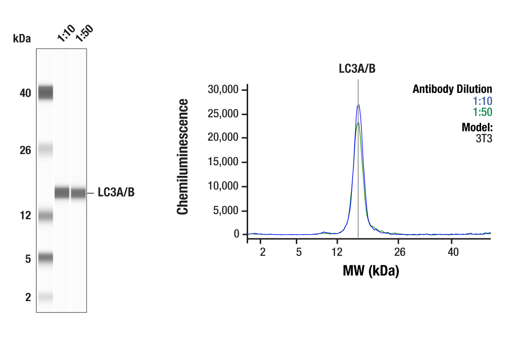 Western Blotting Image 1: LC3A/B (D3U4C) XP<sup>®</sup> Rabbit mAb