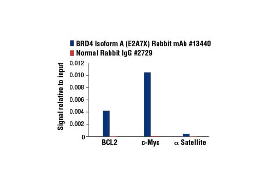 Chromatin Immunoprecipitation Image 3: BRD4 (E2A7X) Rabbit Monoclonal Antibody