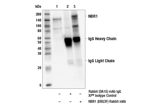 Immunoprecipitation Image 1: NBR1 (E6Q3F) Rabbit Monoclonal Antibody