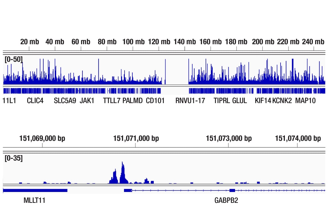 Chromatin Immunoprecipitation Image 2: ELF3 (F8J2G) Rabbit Monoclonal Antibody
