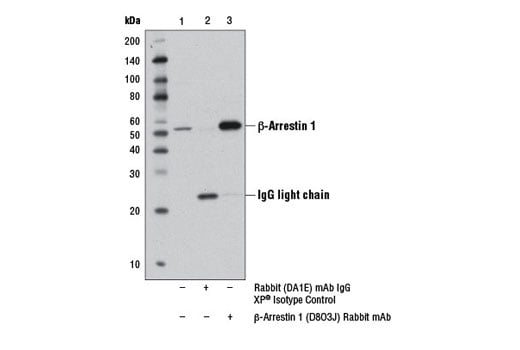 Immunoprecipitation Image 1: beta-Arrestin 1 (D8O3J) Rabbit Monoclonal Antibody