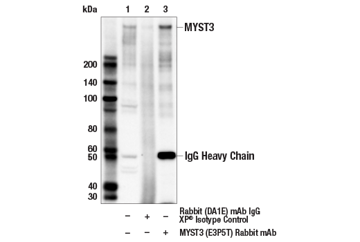Immunoprecipitation Image 1: MYST3 (E3P5T) Rabbit Monoclonal Antibody