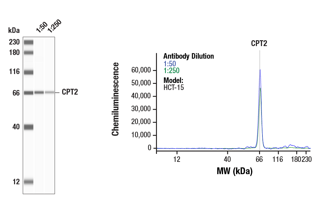 Western Blotting Image 1: CPT2 (E7D4W) Rabbit Monoclonal Antibody