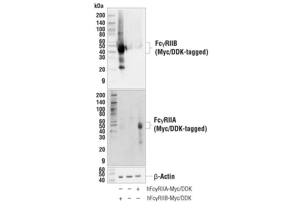 Western Blotting Image 2: Fc-gammaRIIB (E4D2F) Rabbit Monoclonal Antibody (BSA and Azide Free)