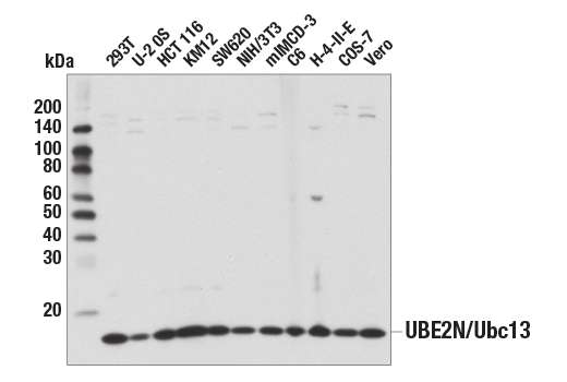 Western Blotting Image 2: UBE2N/Ubc13 (D2A1) Rabbit Monoclonal Antibody