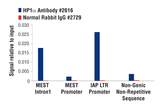 Chromatin Immunoprecipitation Image 1: HP1 alpha Antibody