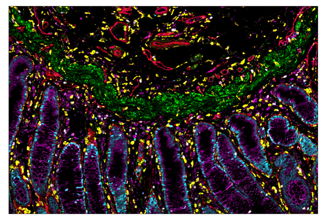 Immunohistochemistry Image 5: PCNA (D3H8P) & CO-0090-647 SignalStar<sup>™</sup> Oligo-Antibody Pair