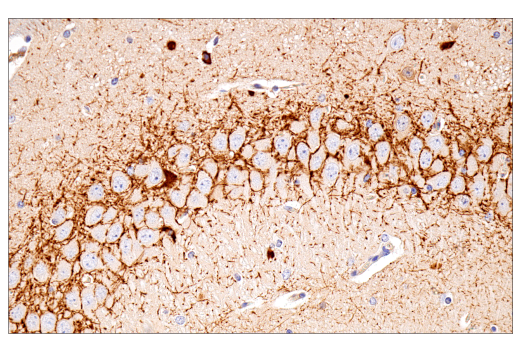 Immunohistochemistry Image 5: Parvalbumin (E8N2U) Rabbit Monoclonal Antibody (BSA and Azide Free)