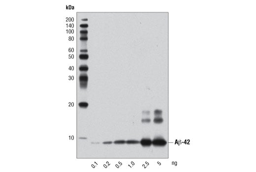 Western Blotting Image 2: beta-Amyloid (1-42) (D3E10) Rabbit Monoclonal Antibody