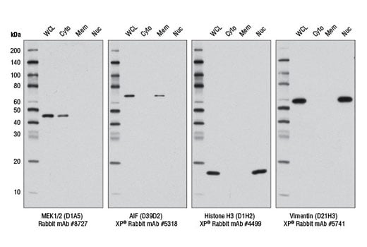 Western Blotting Image 1: Cell Fractionation Kit