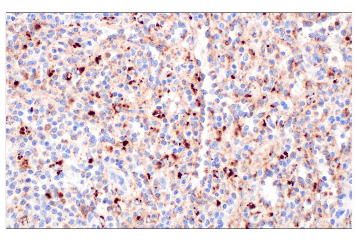Immunohistochemistry Image 6: Cathepsin A (F8X9E) Rabbit Monoclonal Antibody