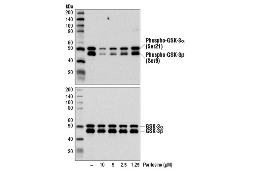 undefined Image 2: Perifosine