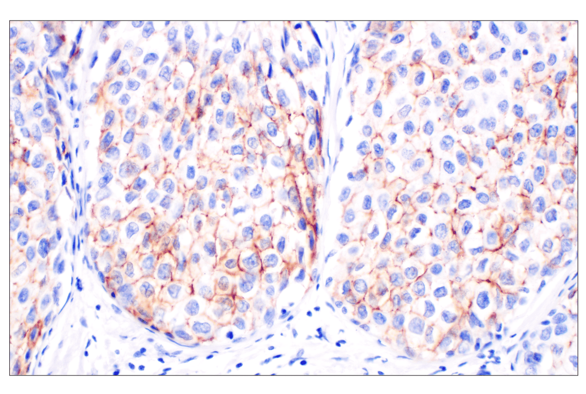Immunohistochemistry Image 3: GFR alpha1 (F7R3F) Rabbit Monoclonal Antibody