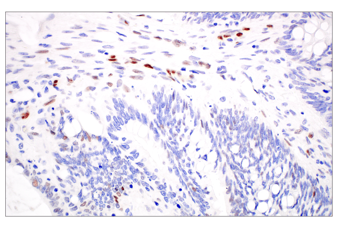 Immunohistochemistry Image 3: KLF2 (E7K8Y) Rabbit Monoclonal Antibody