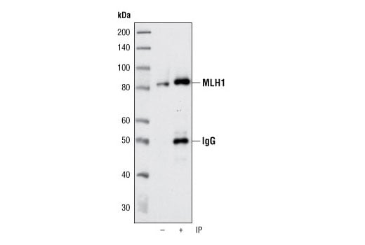 Immunoprecipitation Image 1: MLH1 (4C9C7) Mouse Monoclonal Antibody