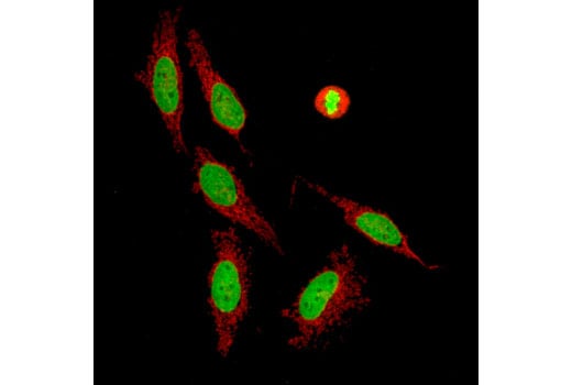 Immunofluorescence Image 1: Histone H4 (D2X4V) Rabbit Monoclonal Antibody (BSA and Azide Free)