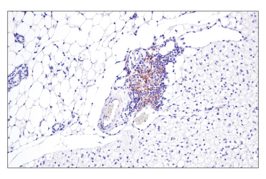 Immunohistochemistry Image 2: CD40 (E2Z7J) Rabbit Monoclonal Antibody