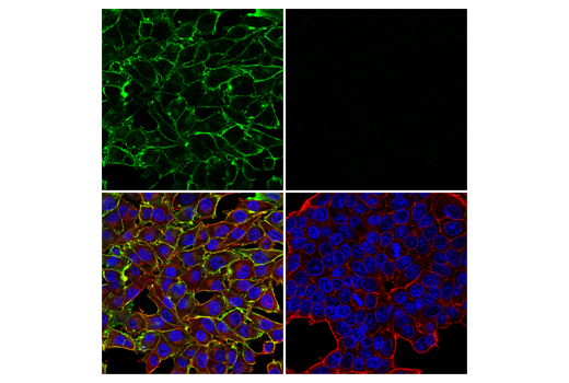 Immunofluorescence Image 1: NG2/CSPG4 (E3B3G) Rabbit Monoclonal Antibody (BSA and Azide Free)