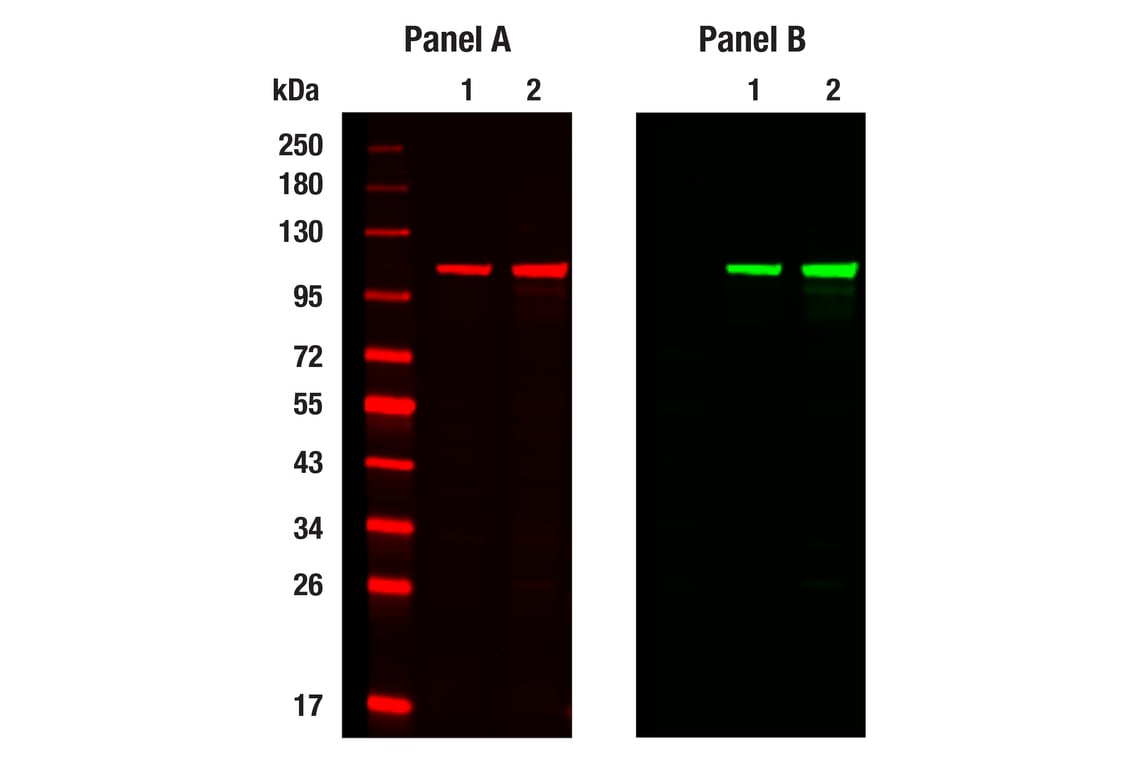 Western Blotting Image 1: alpha-Actinin (E7U1O) Mouse Monoclonal Antibody